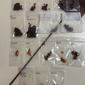 (택포)사랑초 옵투샤9종+일반8종 17종일괄