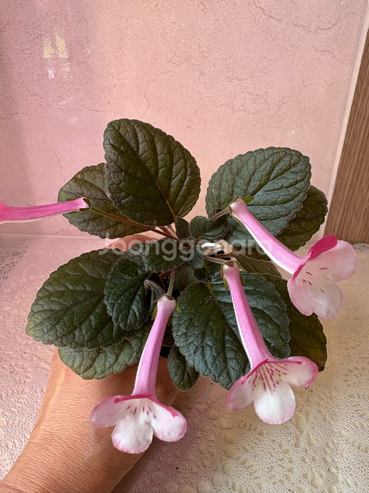 신닌기아 스톤율리아--2