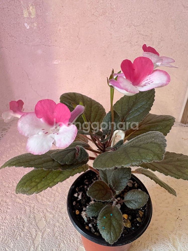 신닌기아 스톤율리아--0