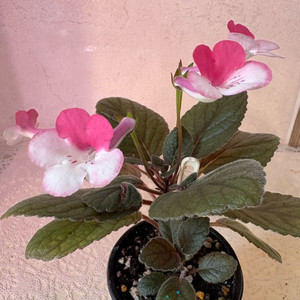 신닌기아 스톤율리아