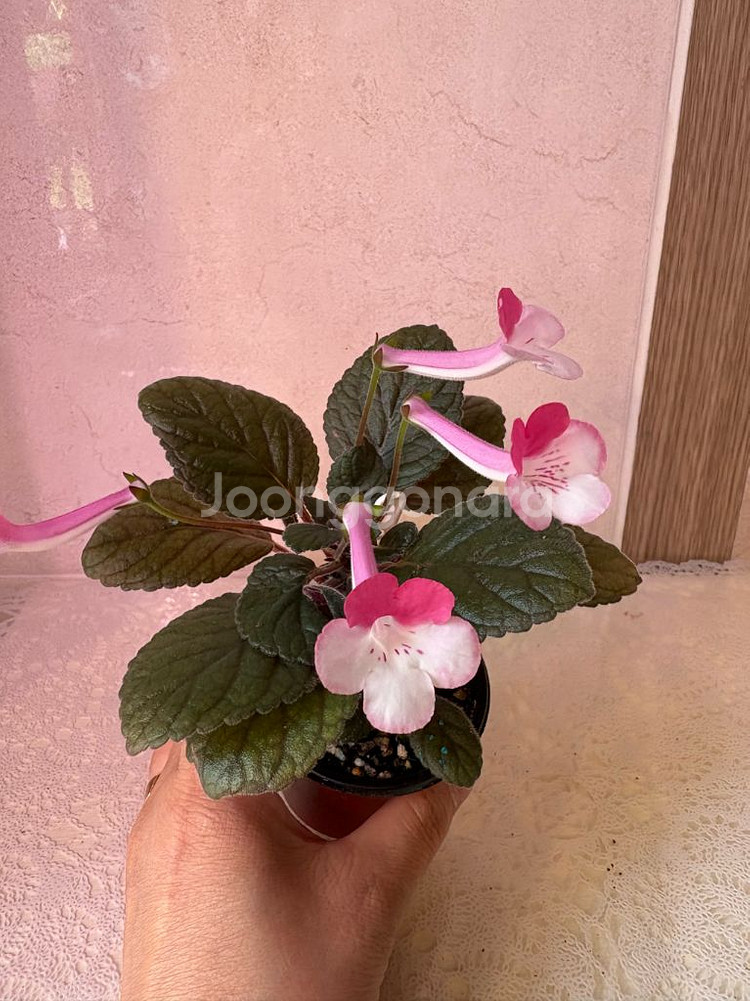 신닌기아 스톤율리아--1