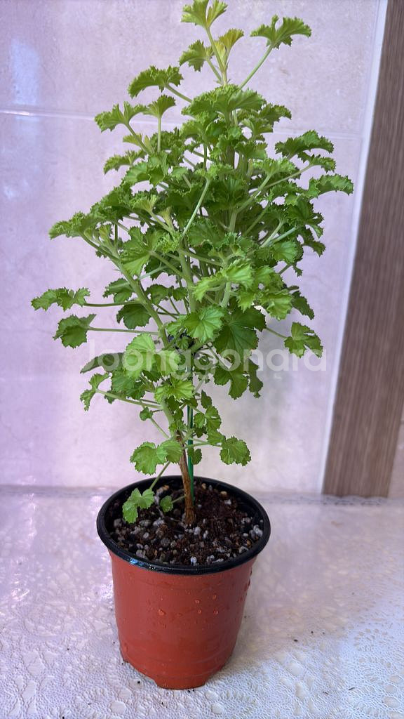 리갈제라늄 벅스웰골든애니버셔리--0