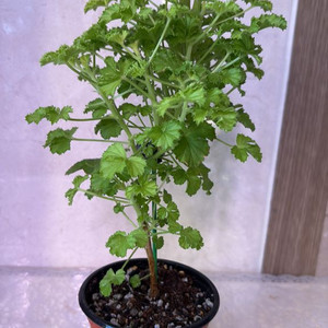 리갈제라늄 벅스웰골든애니버셔리