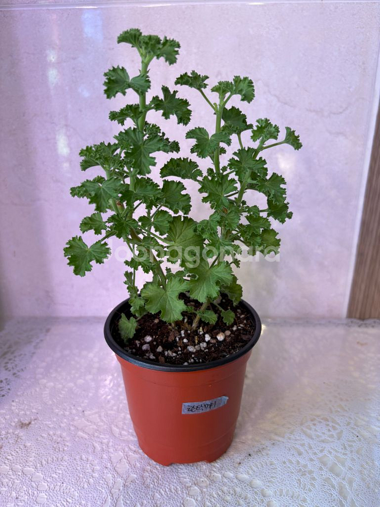 리갈제라늄 콴탁메이--0