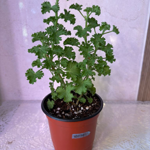 리갈제라늄 콴탁메이