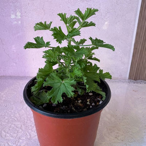 리갈제라늄 엔젤아이스 퍼퓸