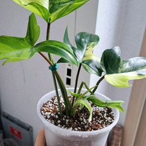 플로리다뷰티 바리에가타