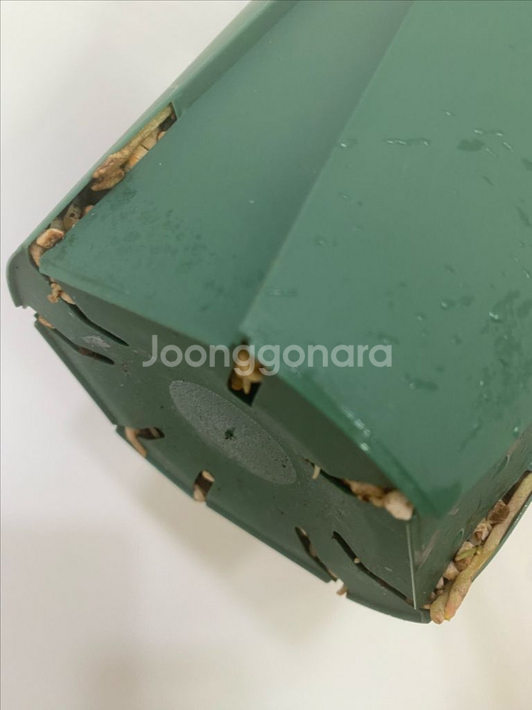 안스리움 헤인즈 x SKG--5