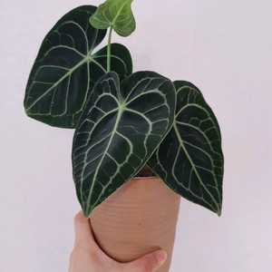 벨벳안스리움 (클라리네비움)