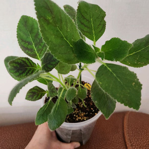 희귀식물))코레리아 리사