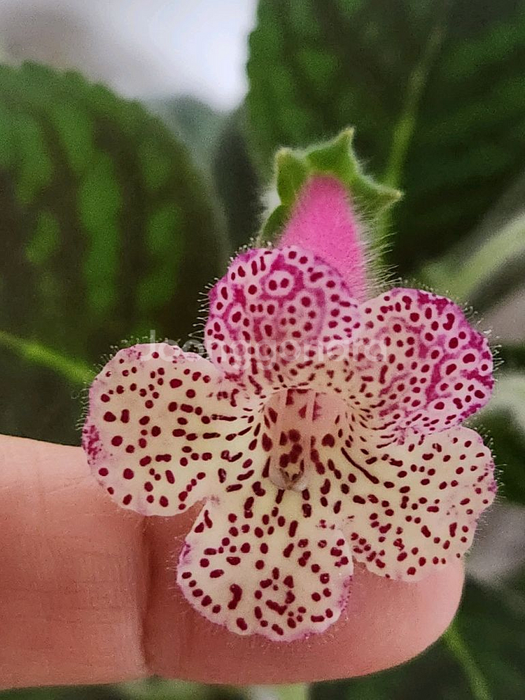 희귀식물))코레리아 리사--4