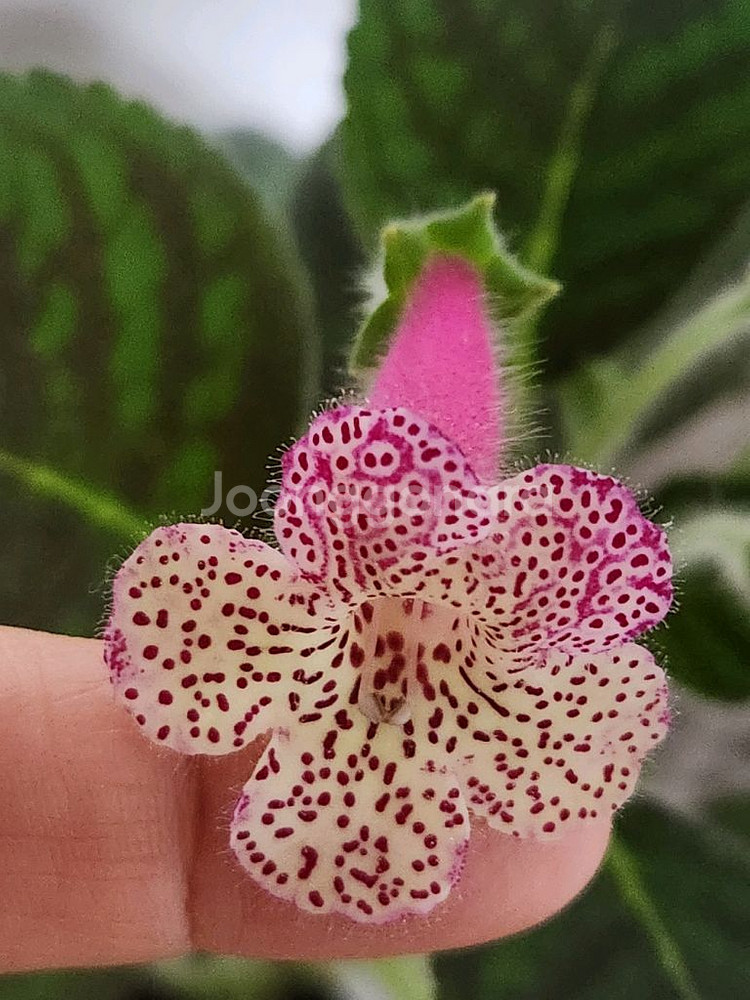 희귀식물))코레리아 리사--3