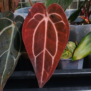 안스리움 칼라블랙키 Round+Gph001 select