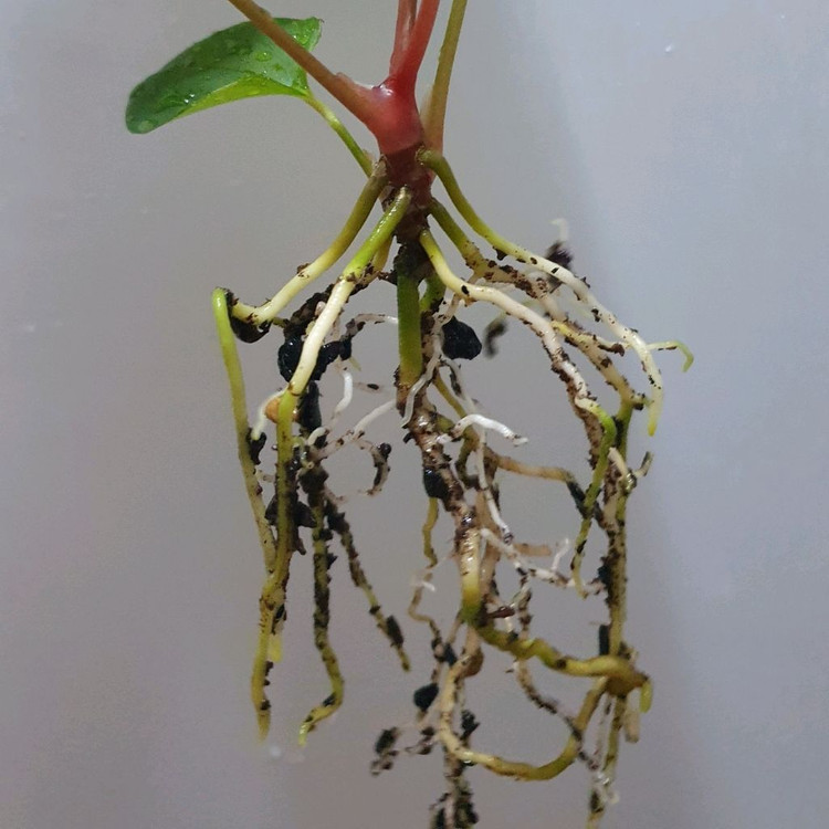 안스리움 sp.nov.Df.--2