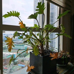 [화분] 구문초