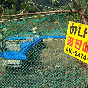 벌꿀 꿀 판매 [하나양봉]