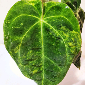 안스리움 바리에가타 하브