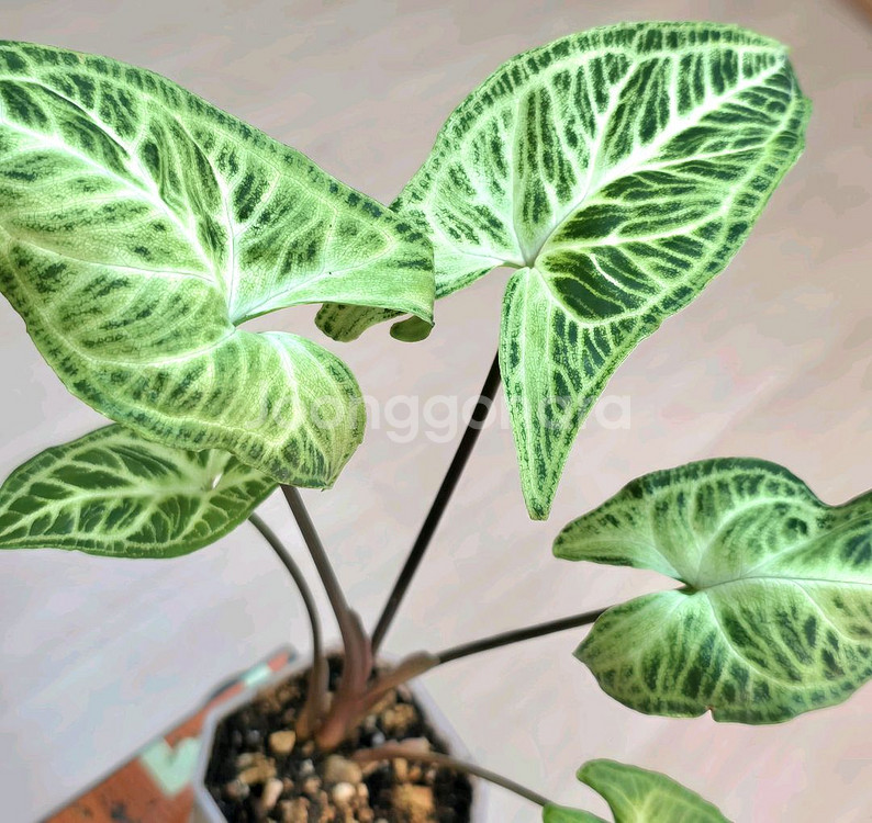 싱고니움 바틱 (희귀식물)--0