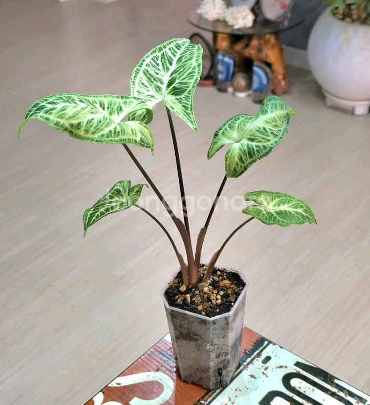 싱고니움 바틱 (희귀식물)--1