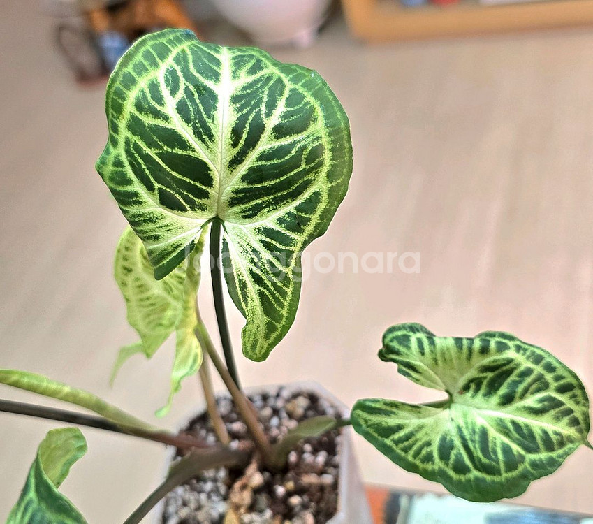 싱고니움 바틱(희귀식물)--0