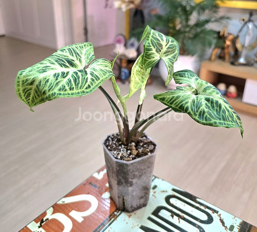 싱고니움 바틱(희귀식물)--3