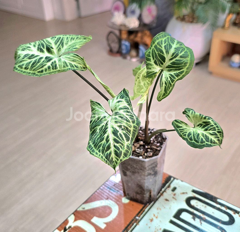 싱고니움 바틱(희귀식물)--1