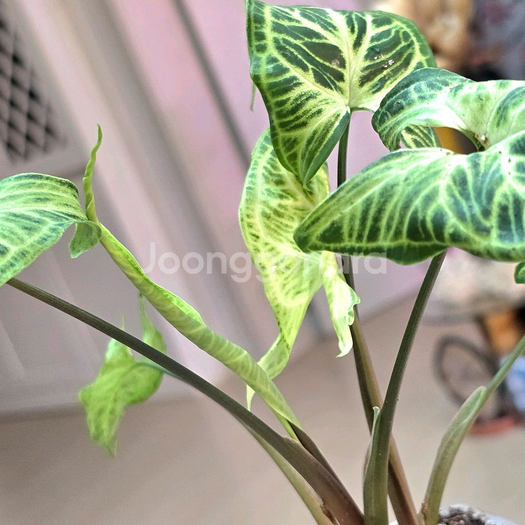 싱고니움 바틱(희귀식물)--2