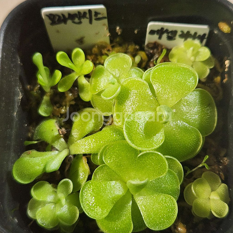 벌레잡이제비꽃.에셀리아나+모라넨시스.분째로--0