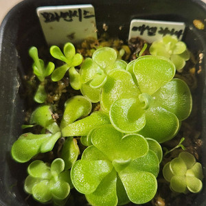 벌레잡이제비꽃.에셀리아나+모라넨시스.분째로