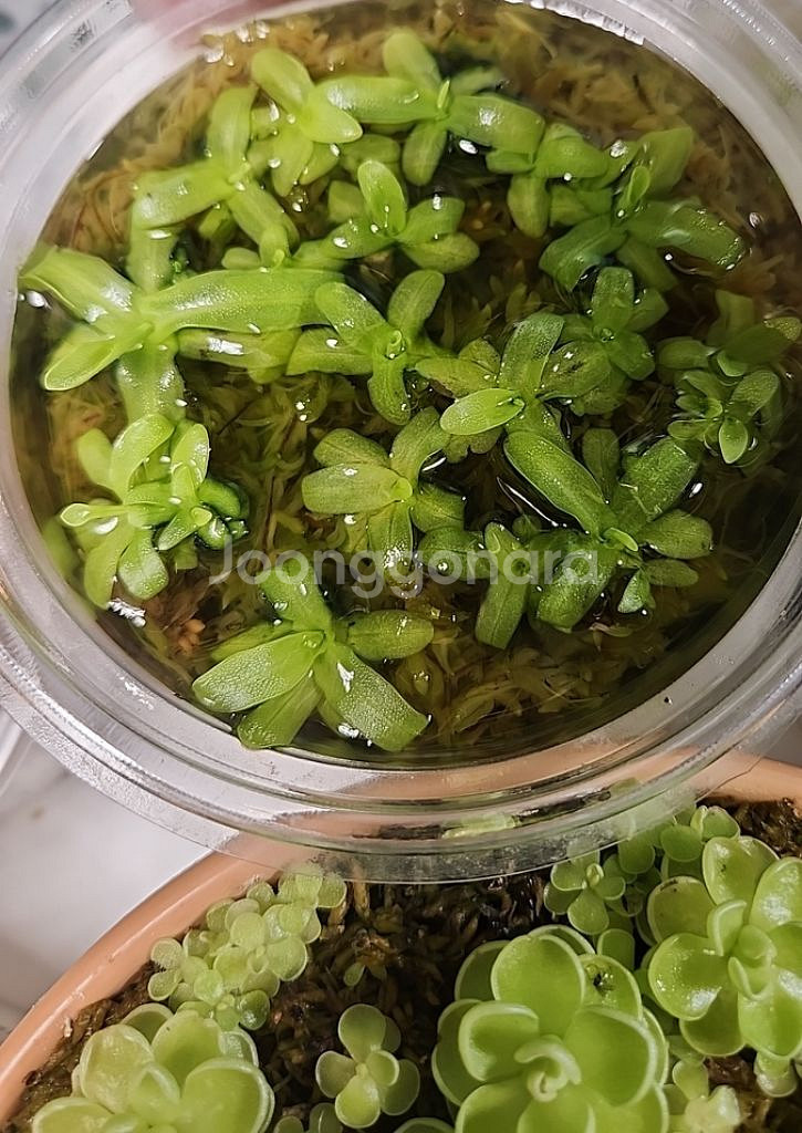 벌레잡이제비꽃.에셀리아나+모라넨시스.분째로--1