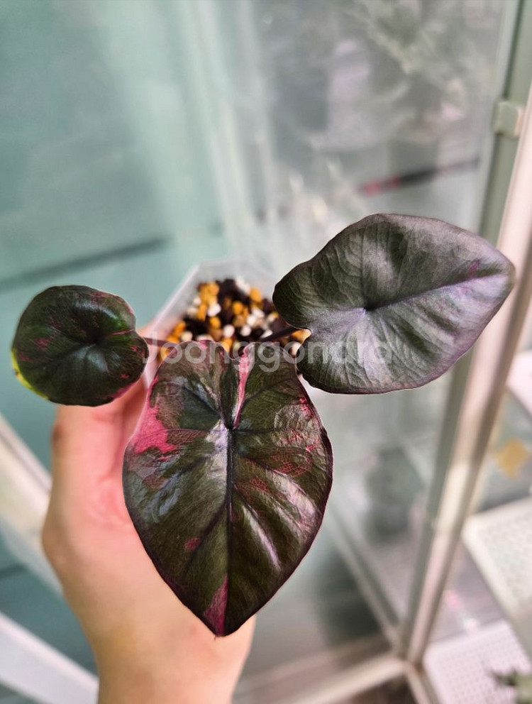 알로카시아 세렌디피티 바리에가타--0