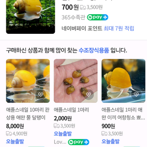 아기 애플스네일 어항청소부 보냅니다