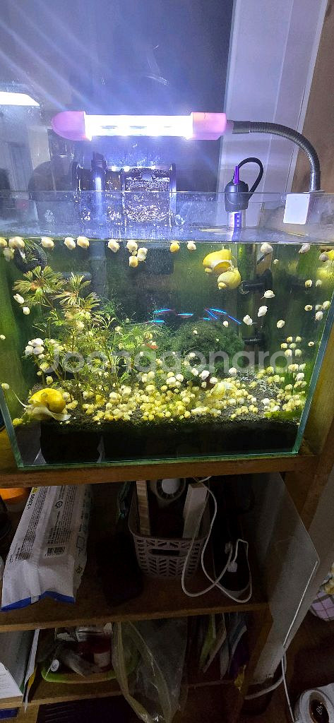 아기 애플스네일 어항청소부 보냅니다--1