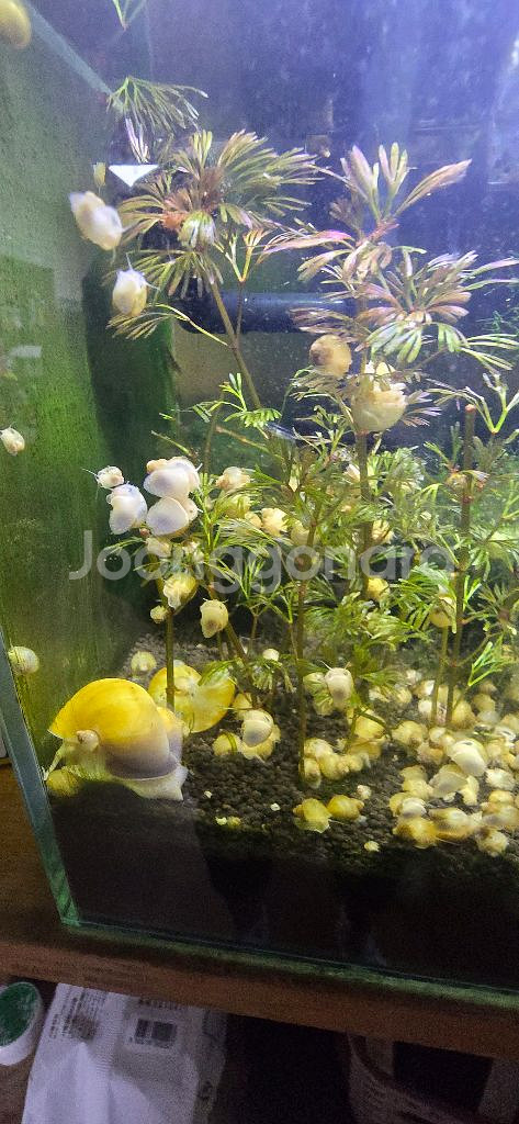 아기 애플스네일 어항청소부 보냅니다--4