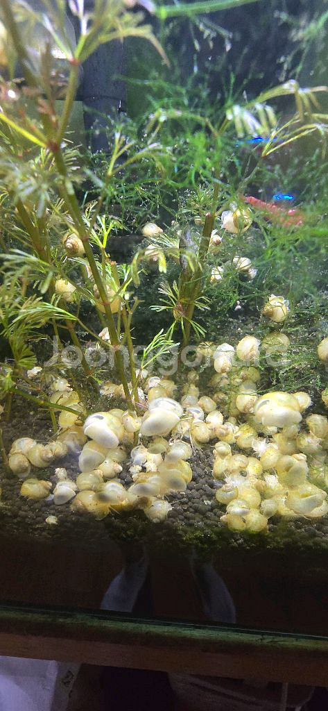 아기 애플스네일 어항청소부 보냅니다--3