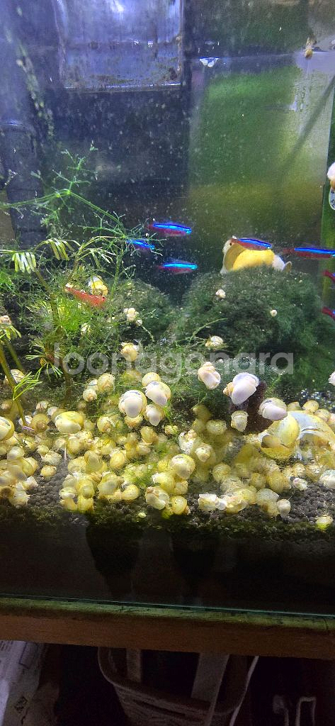 아기 애플스네일 어항청소부 보냅니다--2