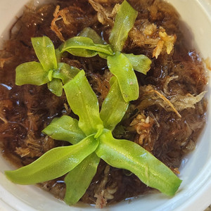 벌레잡이제비꽃.프리뮬라플로라로즈겹꽃