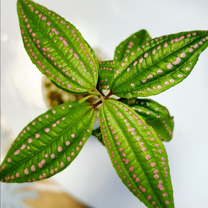 희귀식물,Melastoma sp.Aceh sumatra