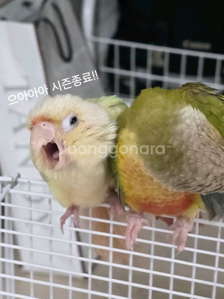 코뉴어 문칙 수컷 분양합니다.--0