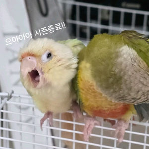 코뉴어 문칙 수컷 분양합니다.