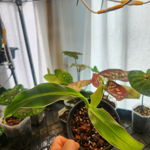 시암루비바나나