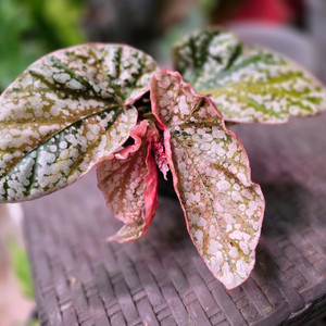 베고니아 스노우캡 바리에가타