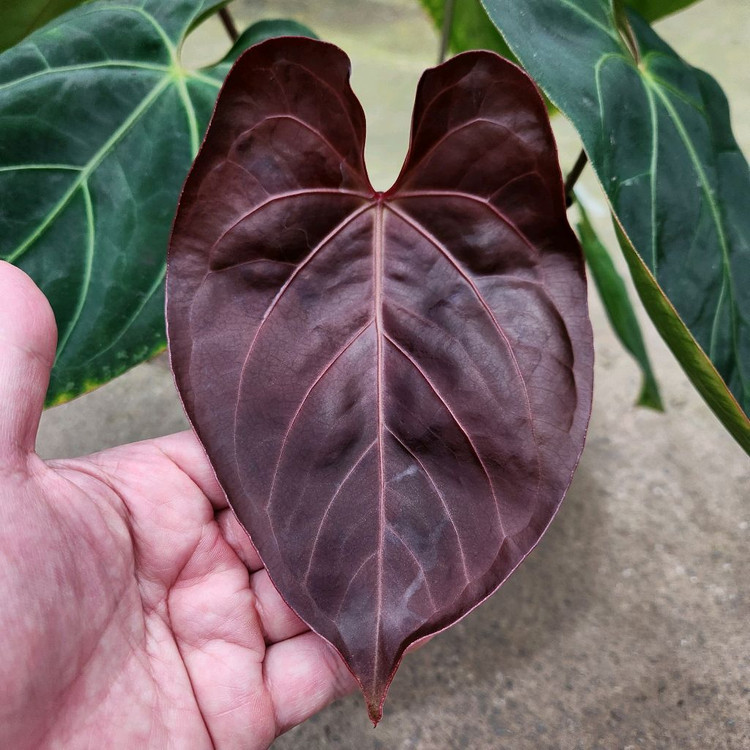 안스리움 파필리라미넘 하브 대품--4