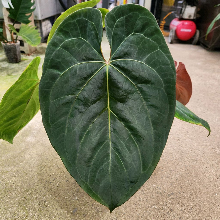 안스리움 파필리라미넘 하브 대품--5