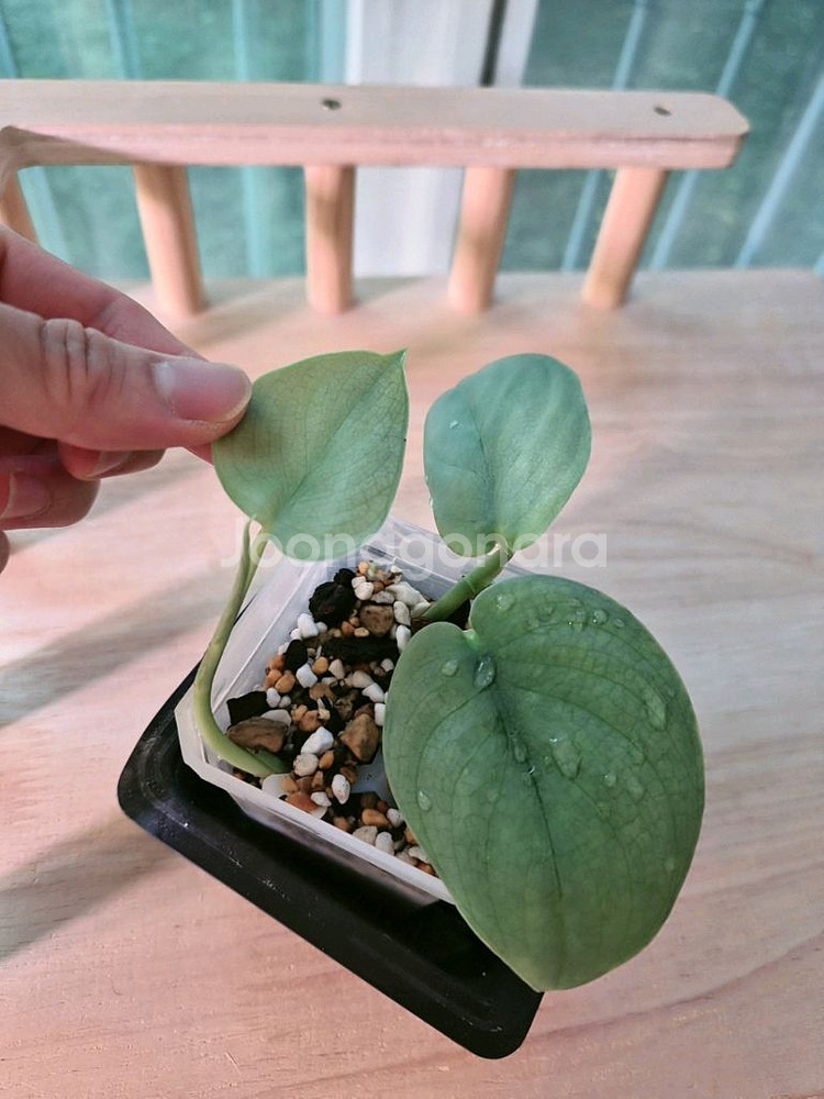스킨답서스 실버히어로--0