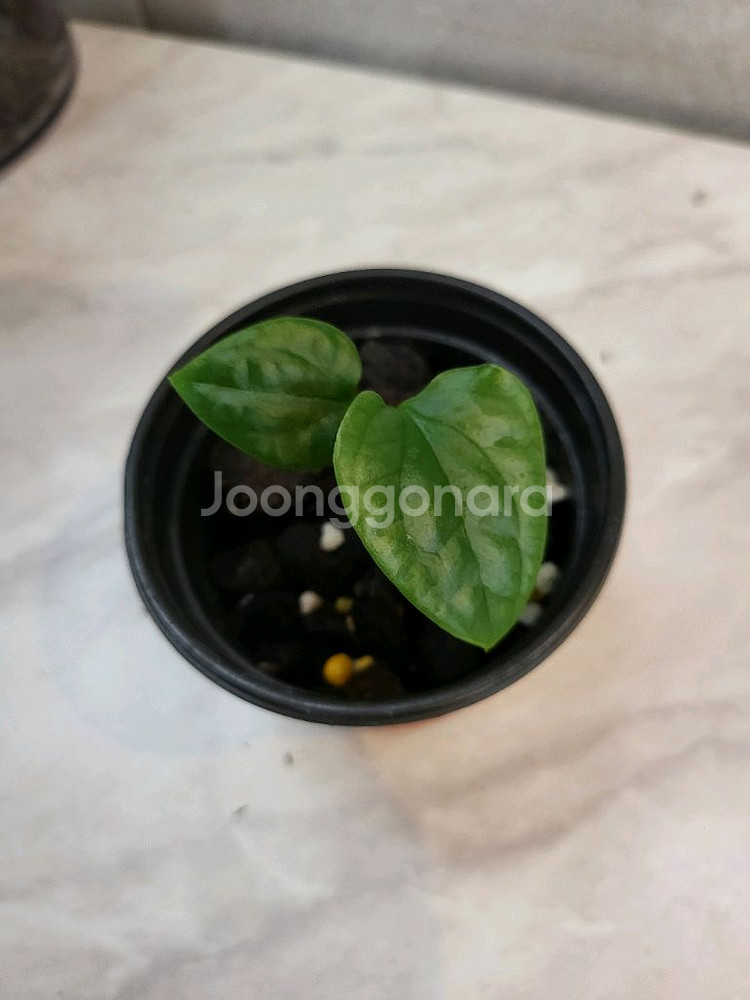 안스리움 럭셔리안스(에콰제네라)--0