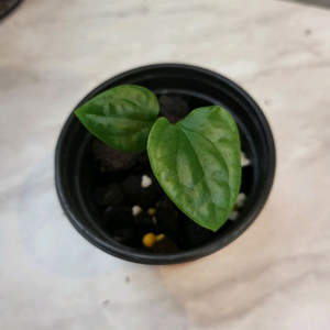 안스리움 럭셔리안스(에콰제네라)