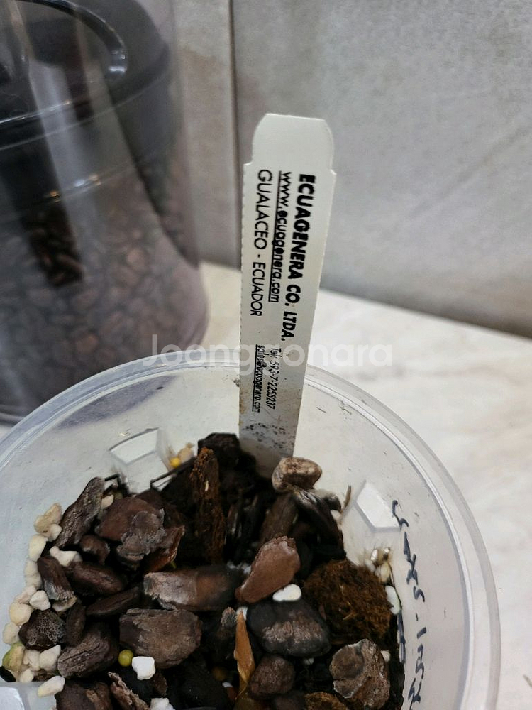 안스리움 리갈레 X 럭셔리안스 (에콰제네라)--1