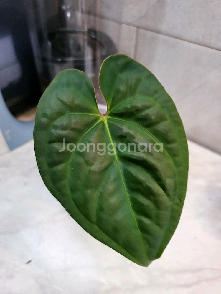 안스리움 리갈레 X 럭셔리안스 (에콰제네라)--0