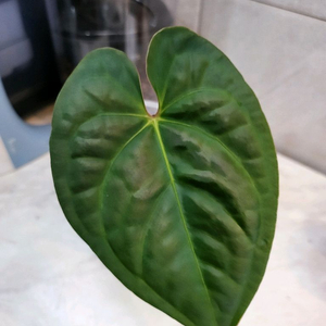 안스리움 리갈레 X 럭셔리안스 (에콰제네라)